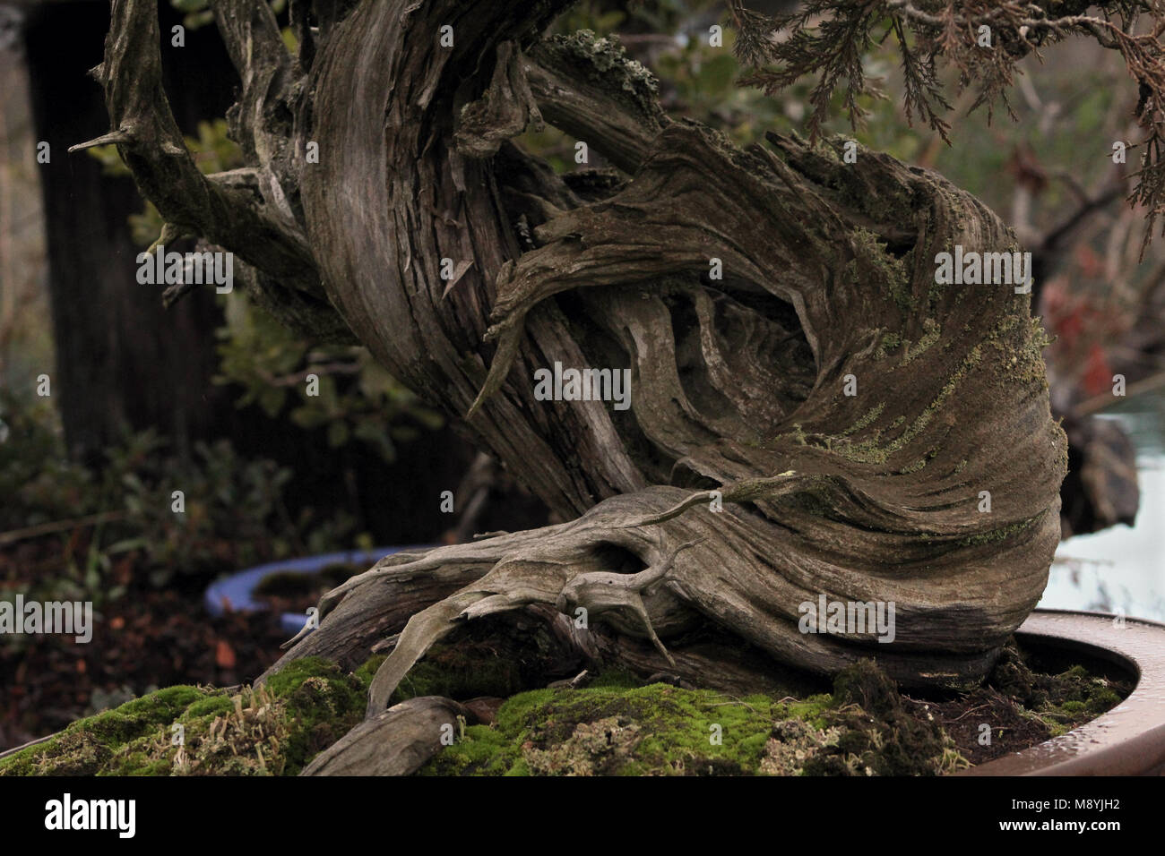 Tree small twisted branches hires stock photography and images Alamy
