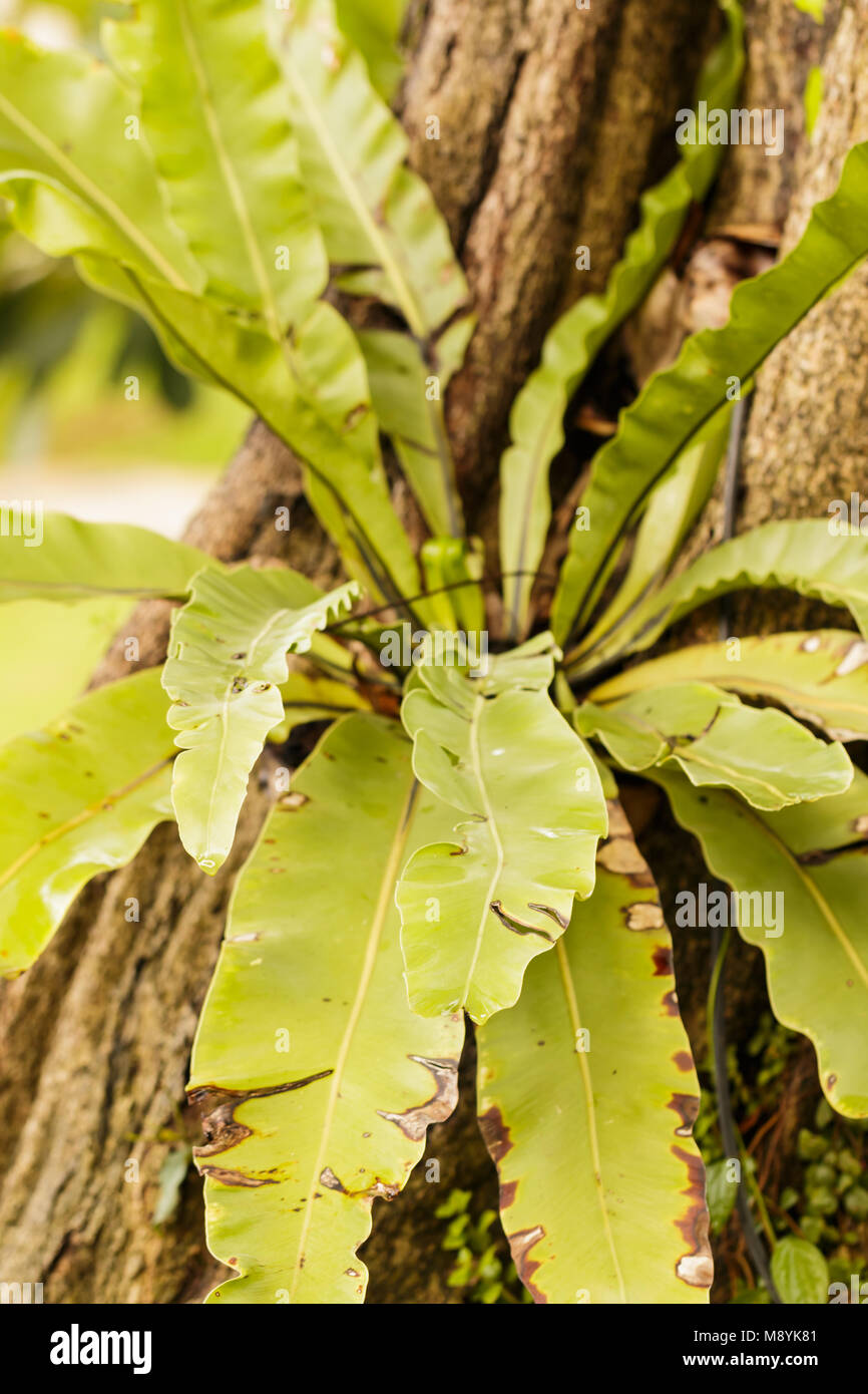 Bird's nest fern on tree trunk Stock Photo Alamy