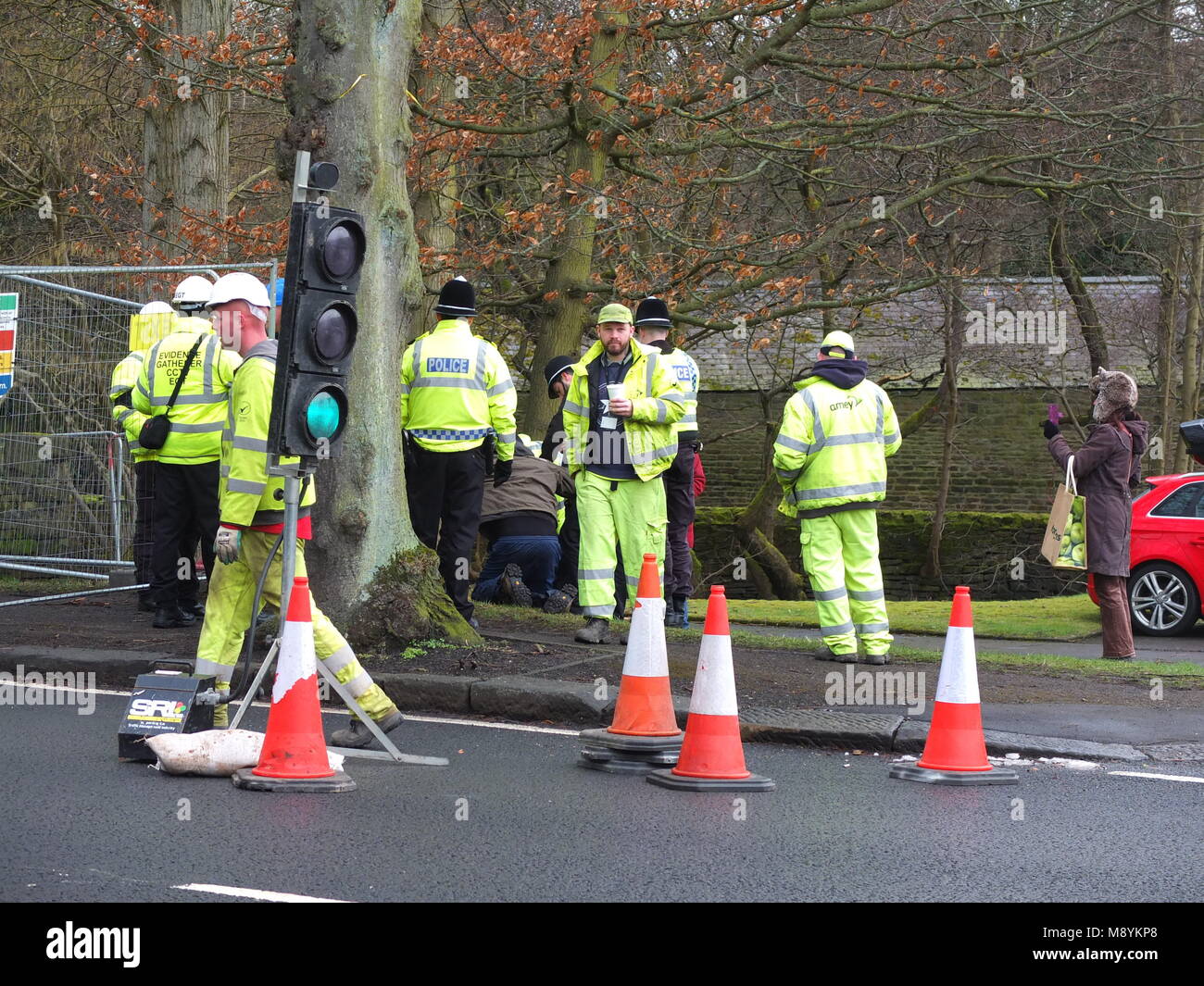 Sheffield controversial tree fellings. Elderly male protester forcibly removed from a tree felling site on Rivelin Valley Road by police. Stock Photo