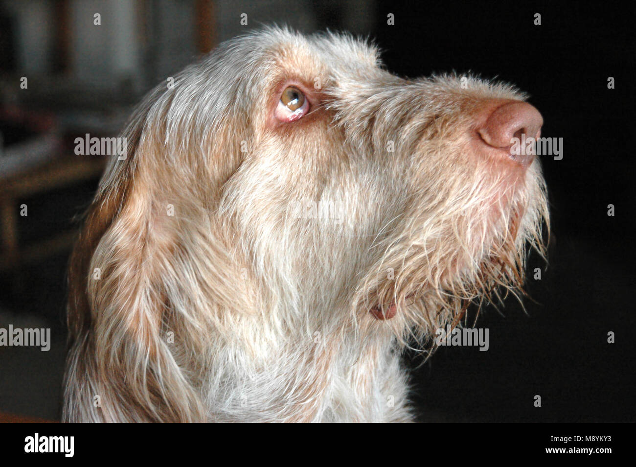 Italian Spinone dog face side view, the dog sends dog's eyes towards somebody with a devoted facial expression, Stock Photo