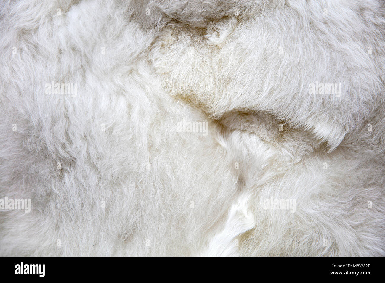 Closeup of baby alpaca wool on the market Stock Photo