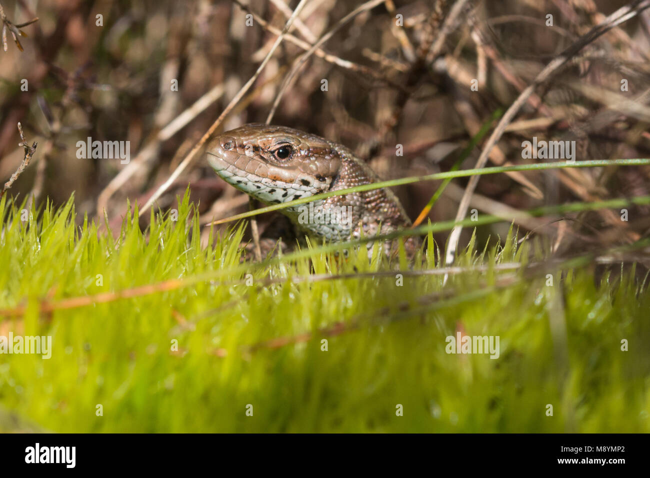 Common (viviparous) lizard (Zootoca vivipara) basking in a mossy, sunny spot on heathland in Surrey, UK Stock Photo