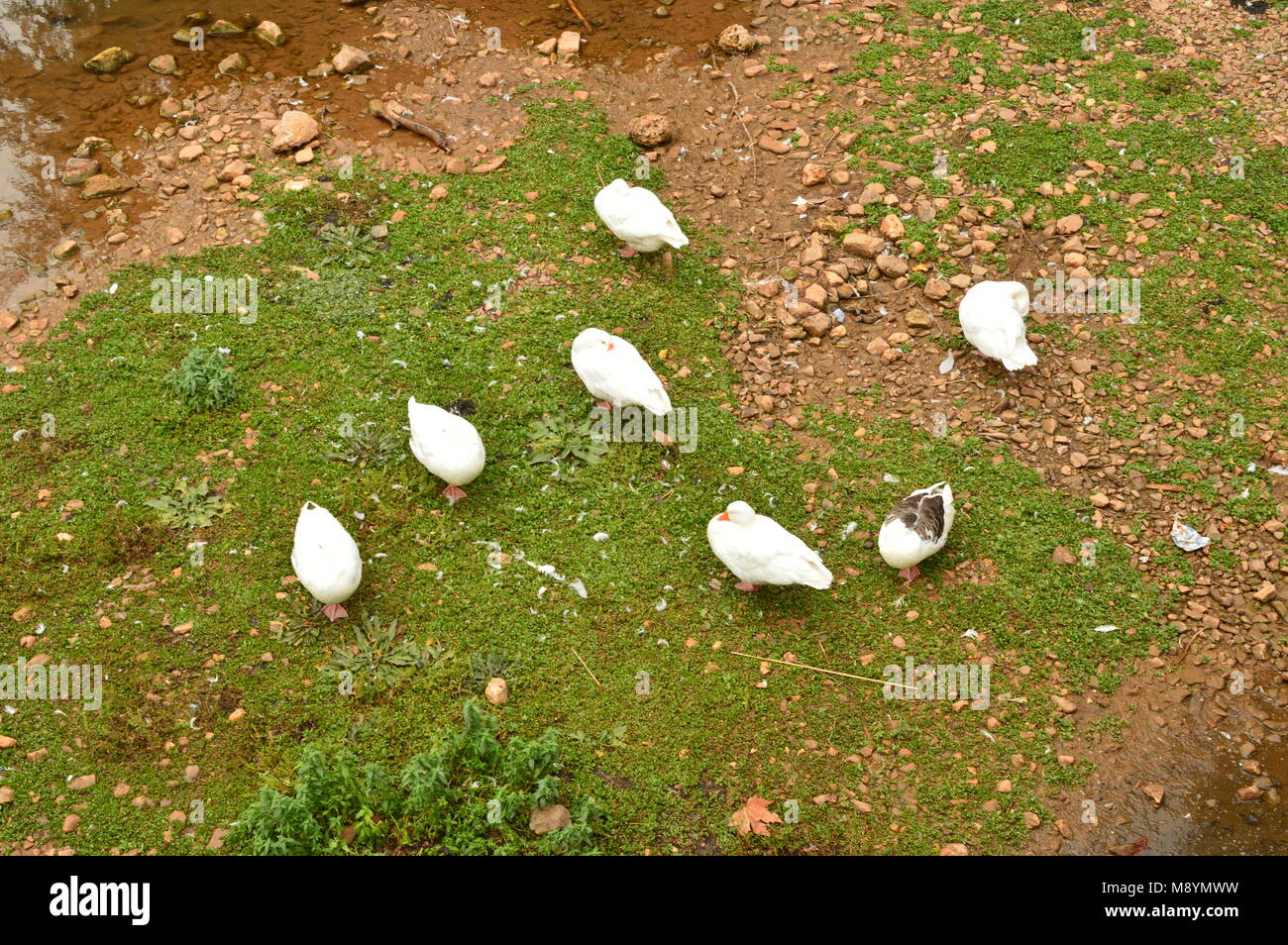 Group Of Ducks In Ayllon Cradle Of The Red Villages Besides Beautiful Medieval Village In Segovia. Architecture Landscapes Travel Rural Environment. O Stock Photo