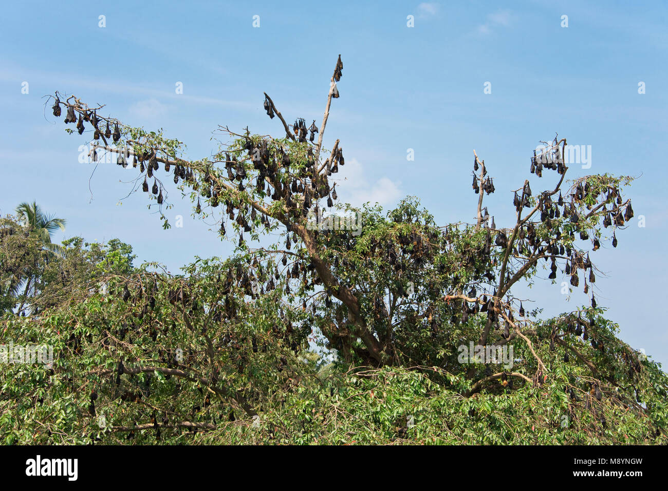 A colony group of Megabats or fruit bats (Pteropodidae) at roost roosting asleep in a tree in Sri Lanka on a sunny day. Stock Photo