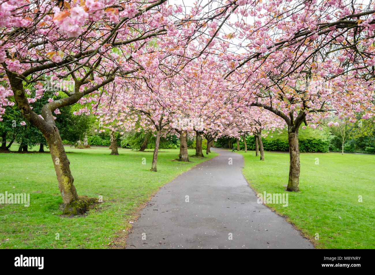 Avenue blossom cherry cherry hires stock photography and images Alamy