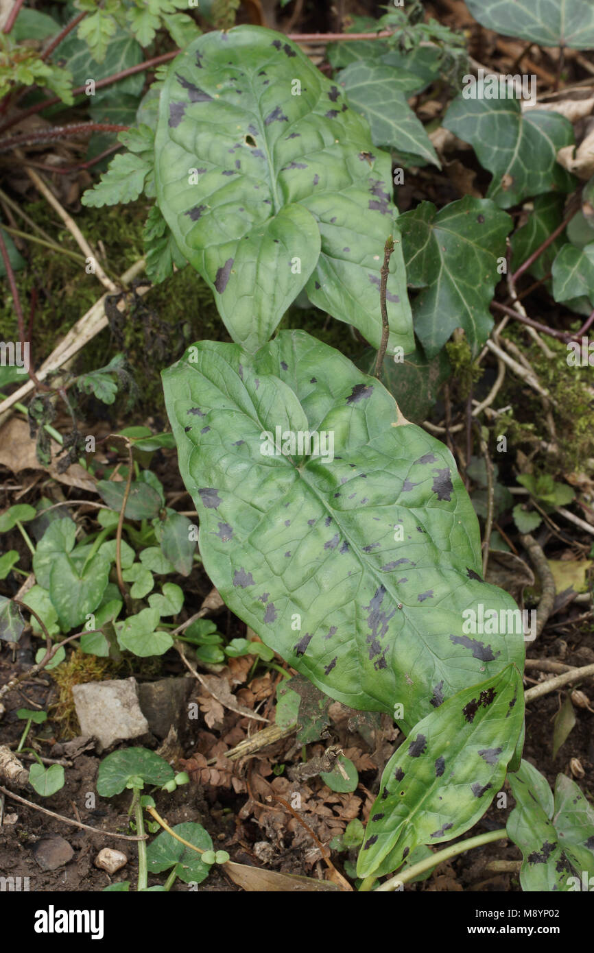 The spotted leaves of Arum maculatum Stock Photo