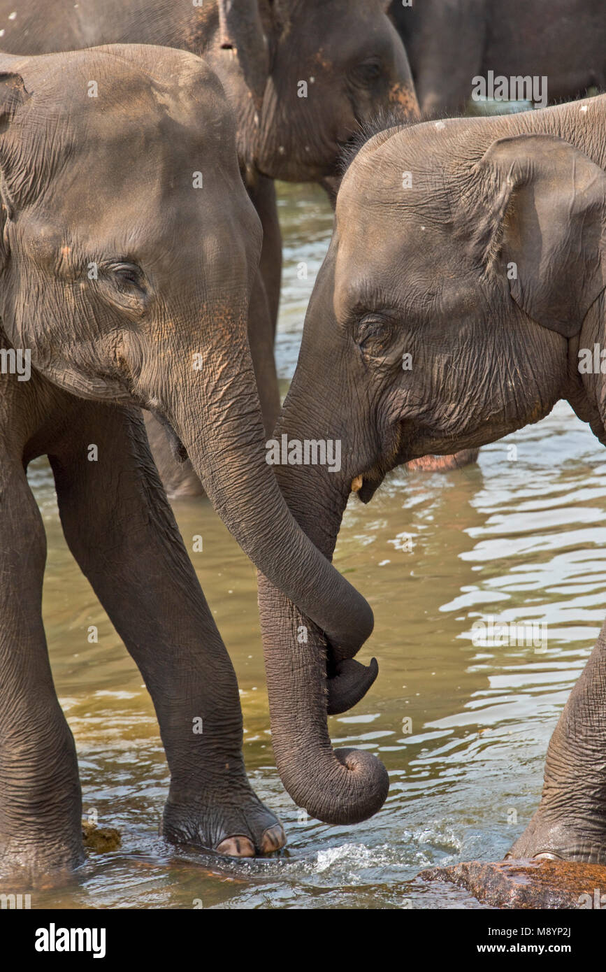 2 Young Sri Lankan elephants from the Pinnawala Elephant Orphanage best friends bathing in the river. Stock Photo