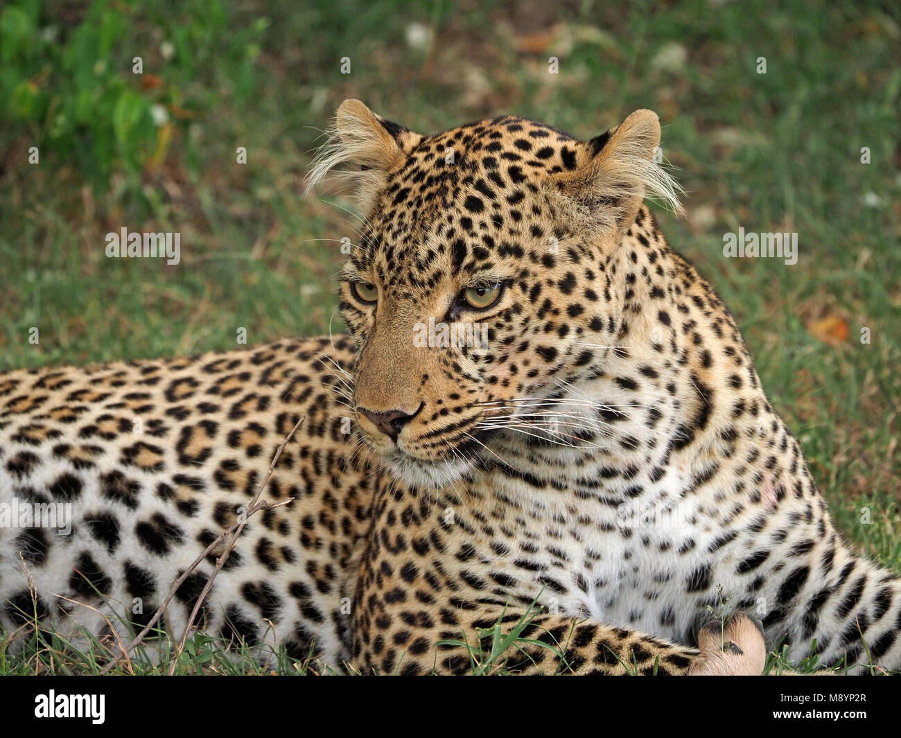Fig the female leopard (Panthera pardus) with distinctive hairy ears resident in Olare Motorogi conservancy Masai Mara, Kenya, Africa Stock Photo