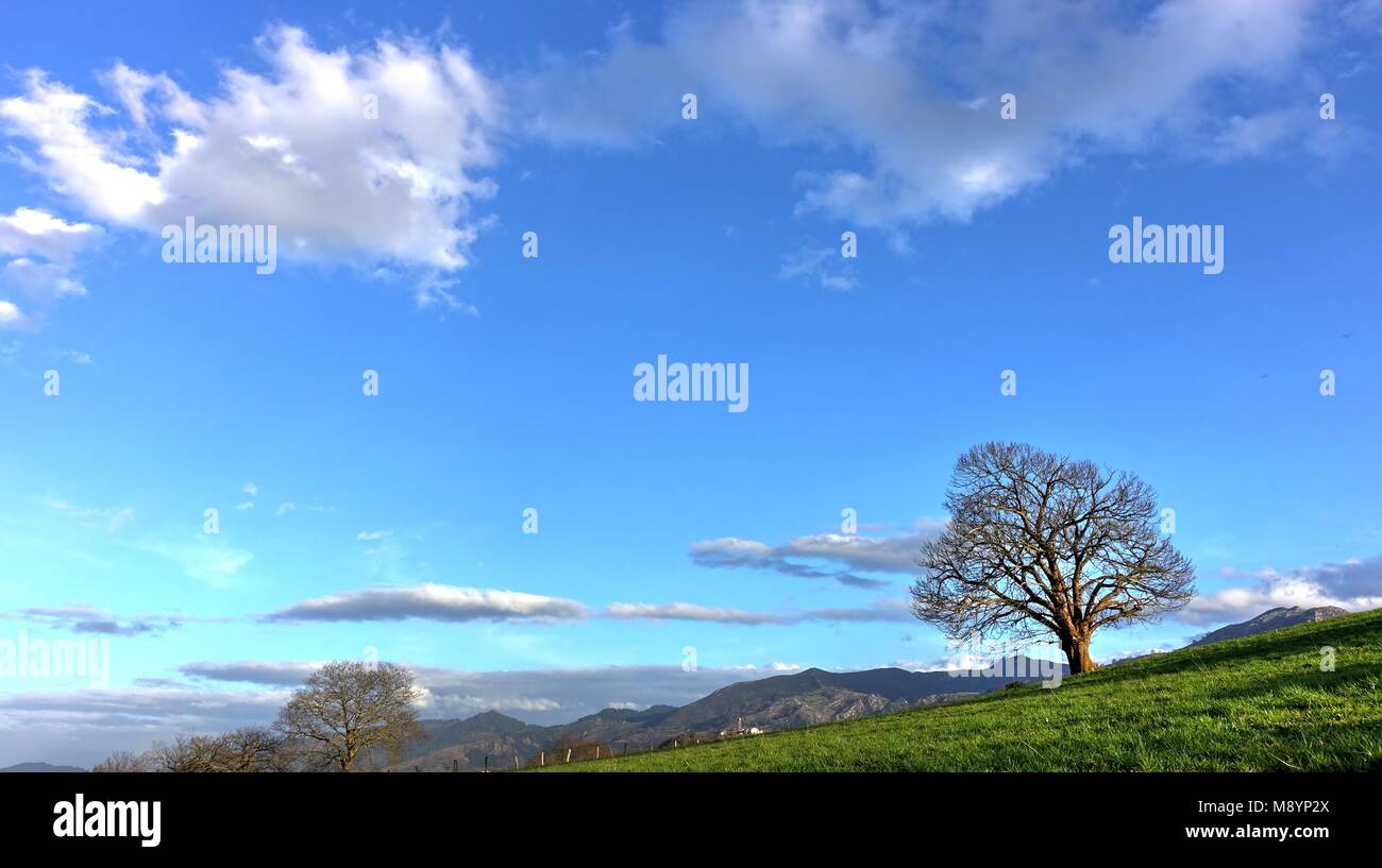 Lonely tree in a meadow  and a blue sky, Nava, Asturias, Spain Stock Photo