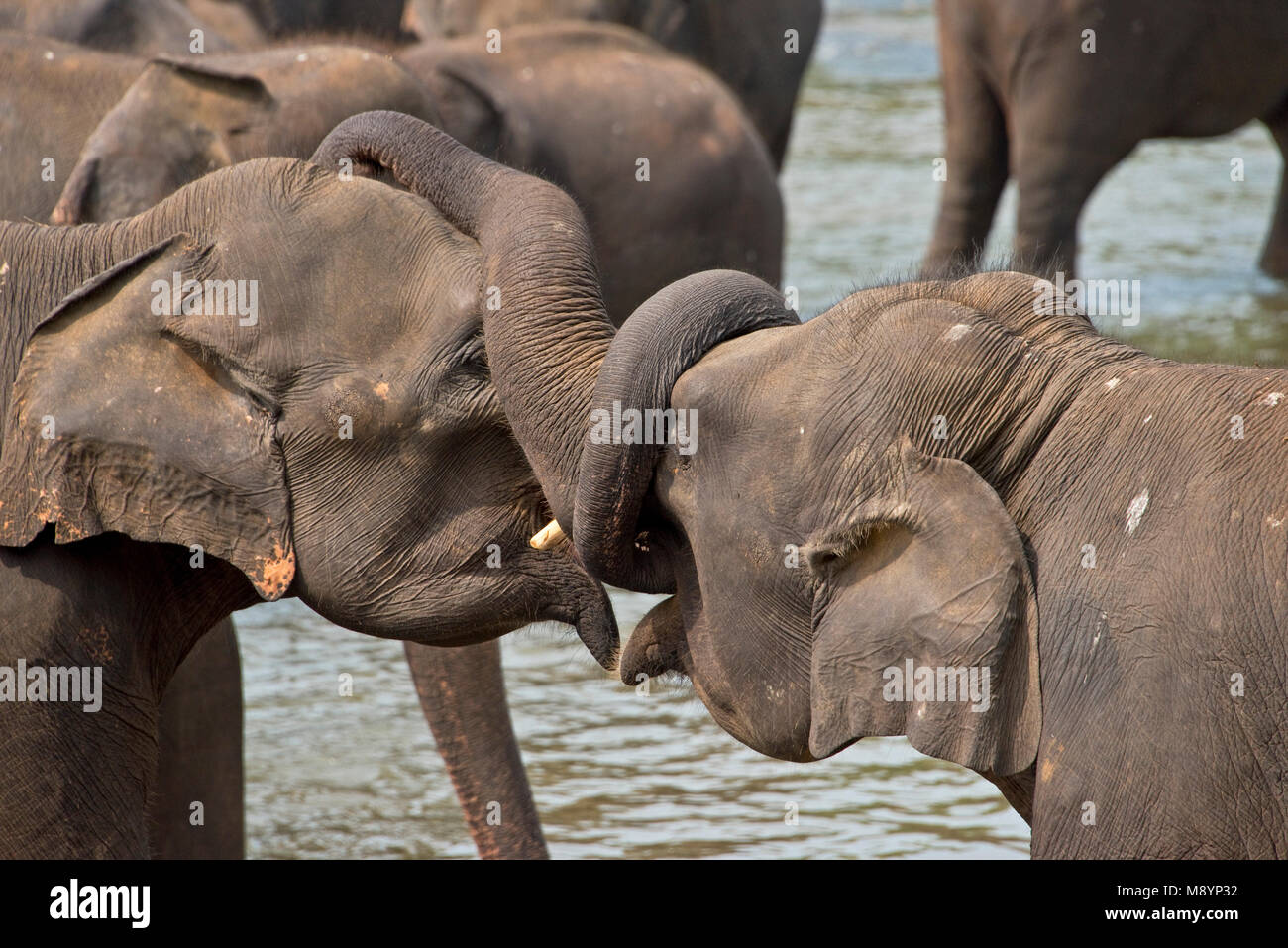 2 Young Sri Lankan elephants from the Pinnawala Elephant Orphanage best friends bathing in the river. Stock Photo