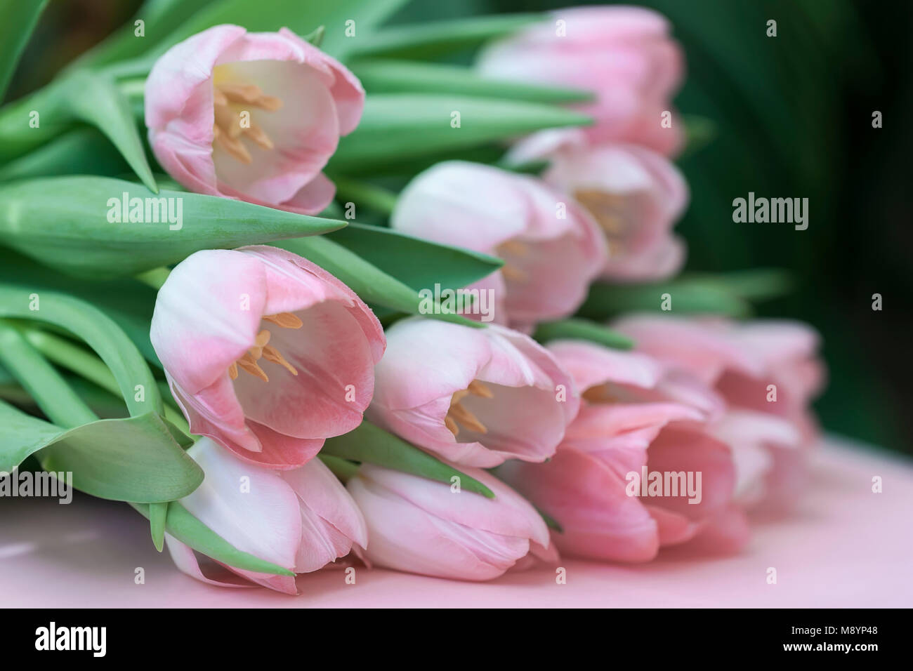 Tender bouquet of pink tulips with green leaves. Spring flowers, floral ...