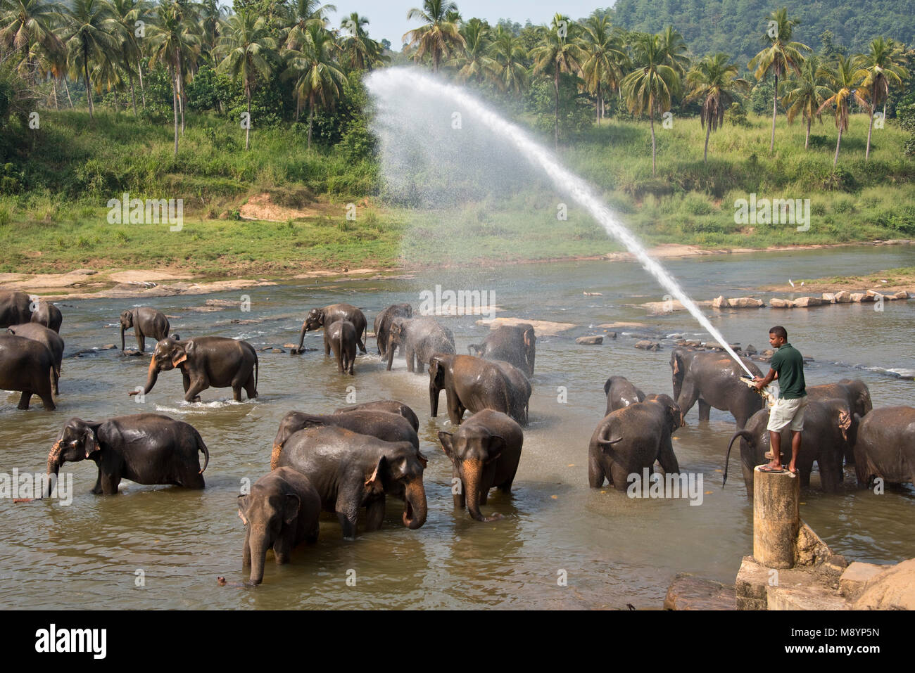 Sri Lankan elephants from the Pinnawala Elephant Orphanage bathing in the river while being sprayed with water.. Stock Photo