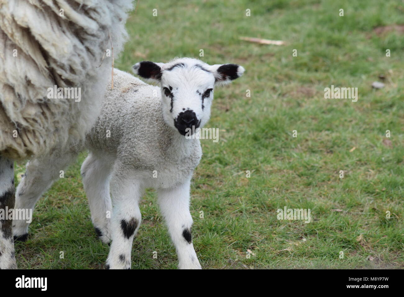 A sign that Spring has finally arrived: a new lamb with heart-shaped knee patches, in a field at Slindon, West Sussex. March 20th, 2018 Stock Photo
