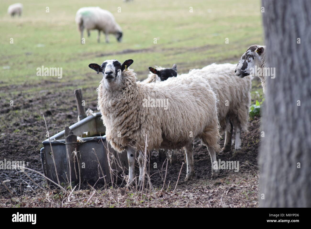 Signs of Spring: Protective ewes keeping a wary eye on humans, in Slindon, West Sussex. March 20th, 2018 Stock Photo