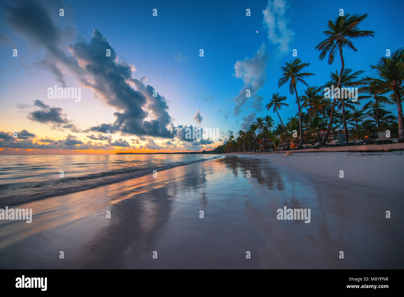 Palm tree on the tropical beach, sunrise shot Stock Photo - Alamy