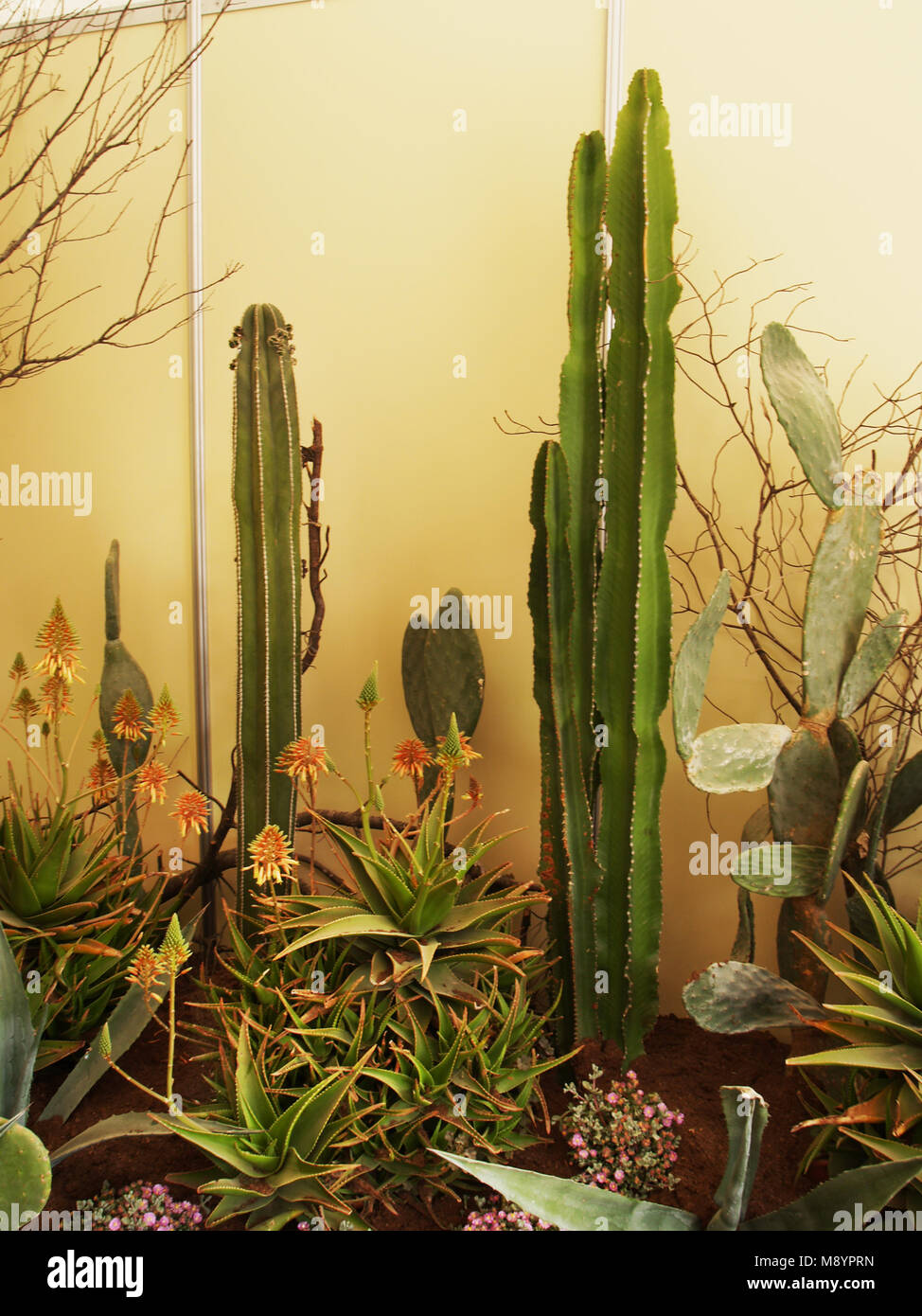 Collection of cacti and succulents in exhibition Stock Photo Alamy