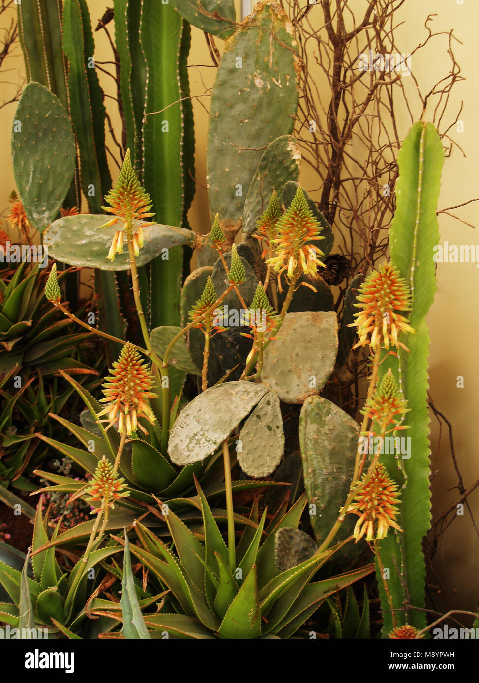Collection of cacti and succulents in exhibition Stock Photo Alamy