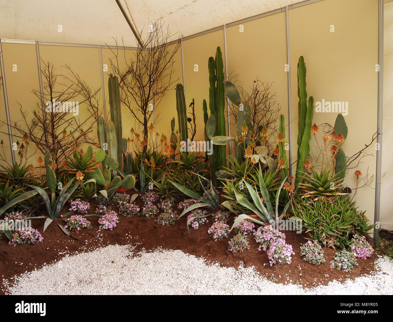 Cactus exhibition hi-res stock photography and images - Alamy