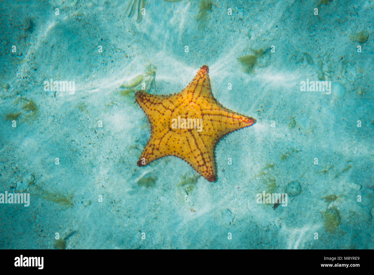 star fish underwater - sea star in water - summer vacation Stock Photo