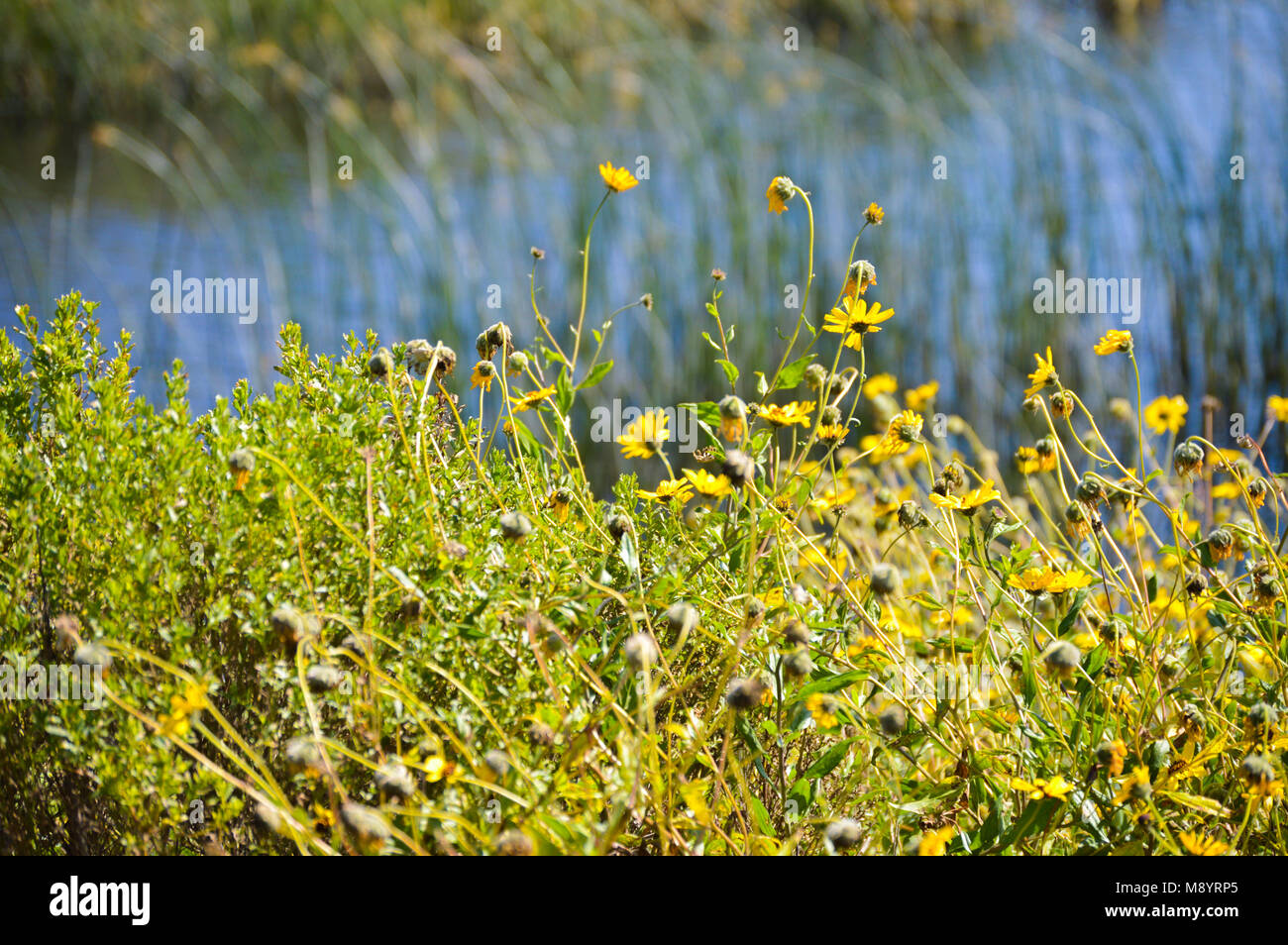 Wildflowers blooming at Ballona Wetlands, California Stock Photo