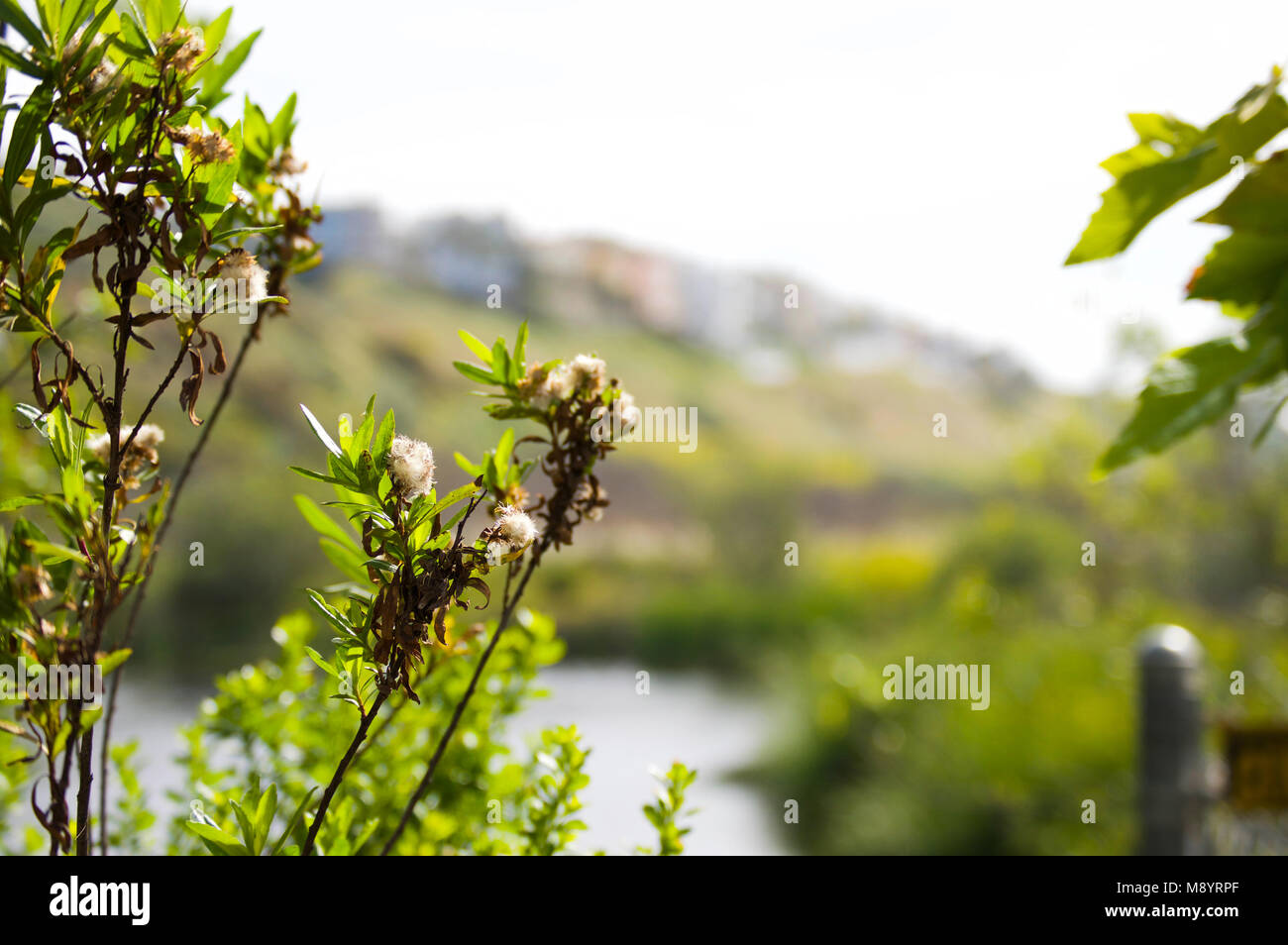 Plants and greenery at Ballona Wetlands, California Stock Photo