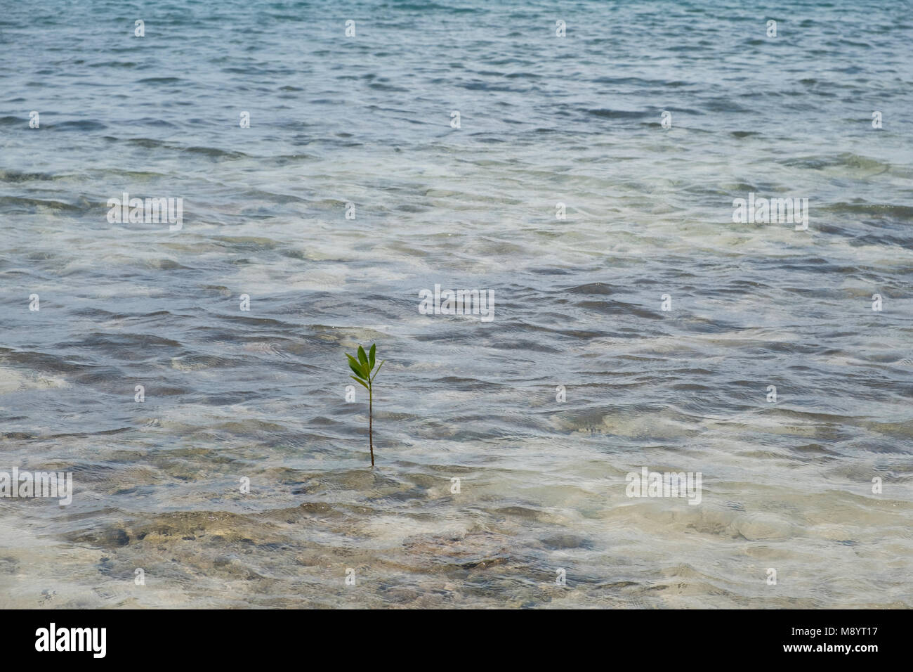 small mangrove branch growing in shallow ocean water - Stock Photo