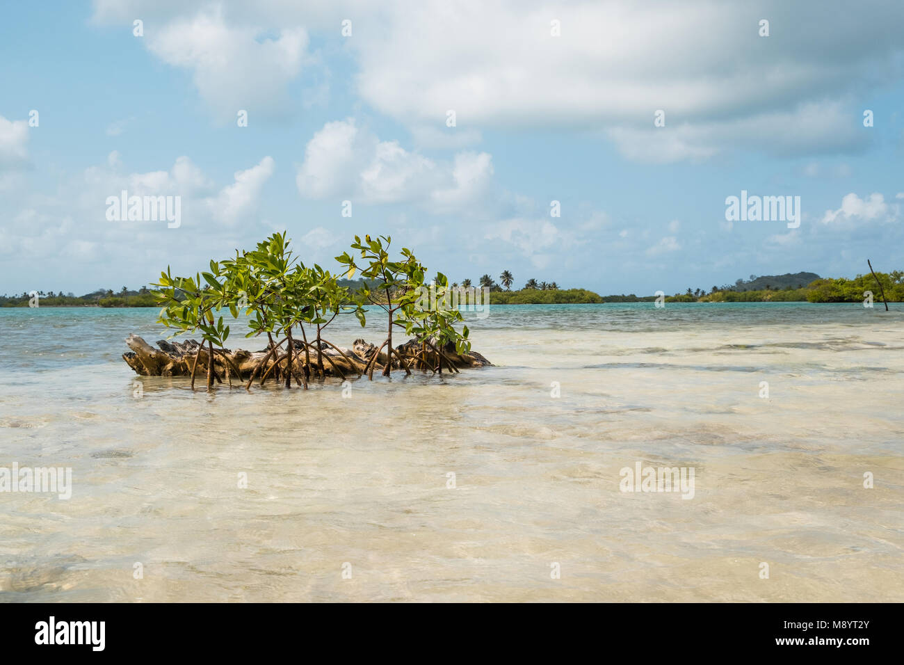 Island coast with mangrove trees and palm trees - Stock Photo