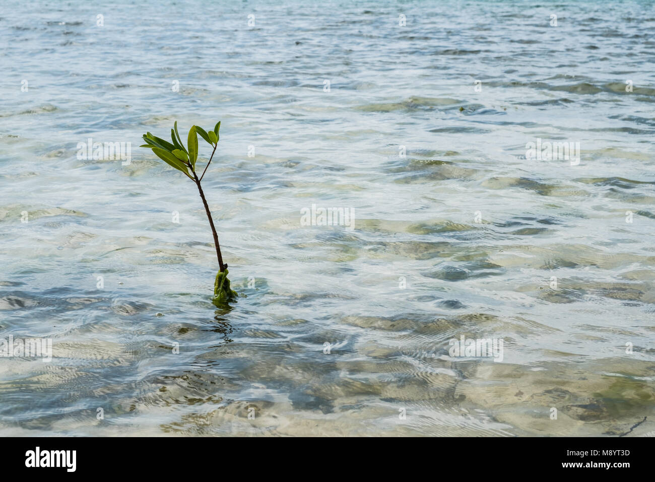 small mangrove branch growing in shallow ocean water - Stock Photo