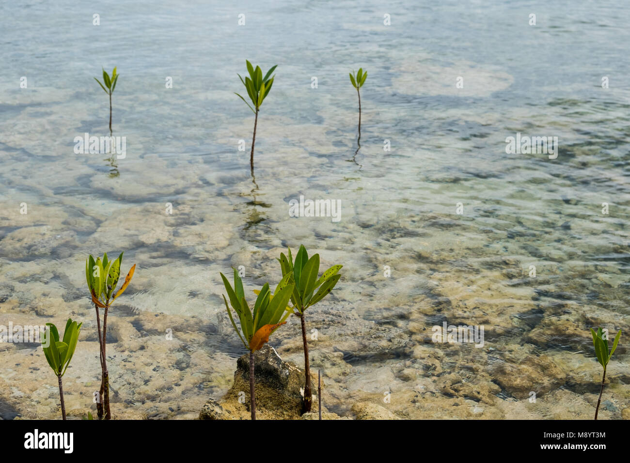 young mangrove trees growing in shallow water - Stock Photo