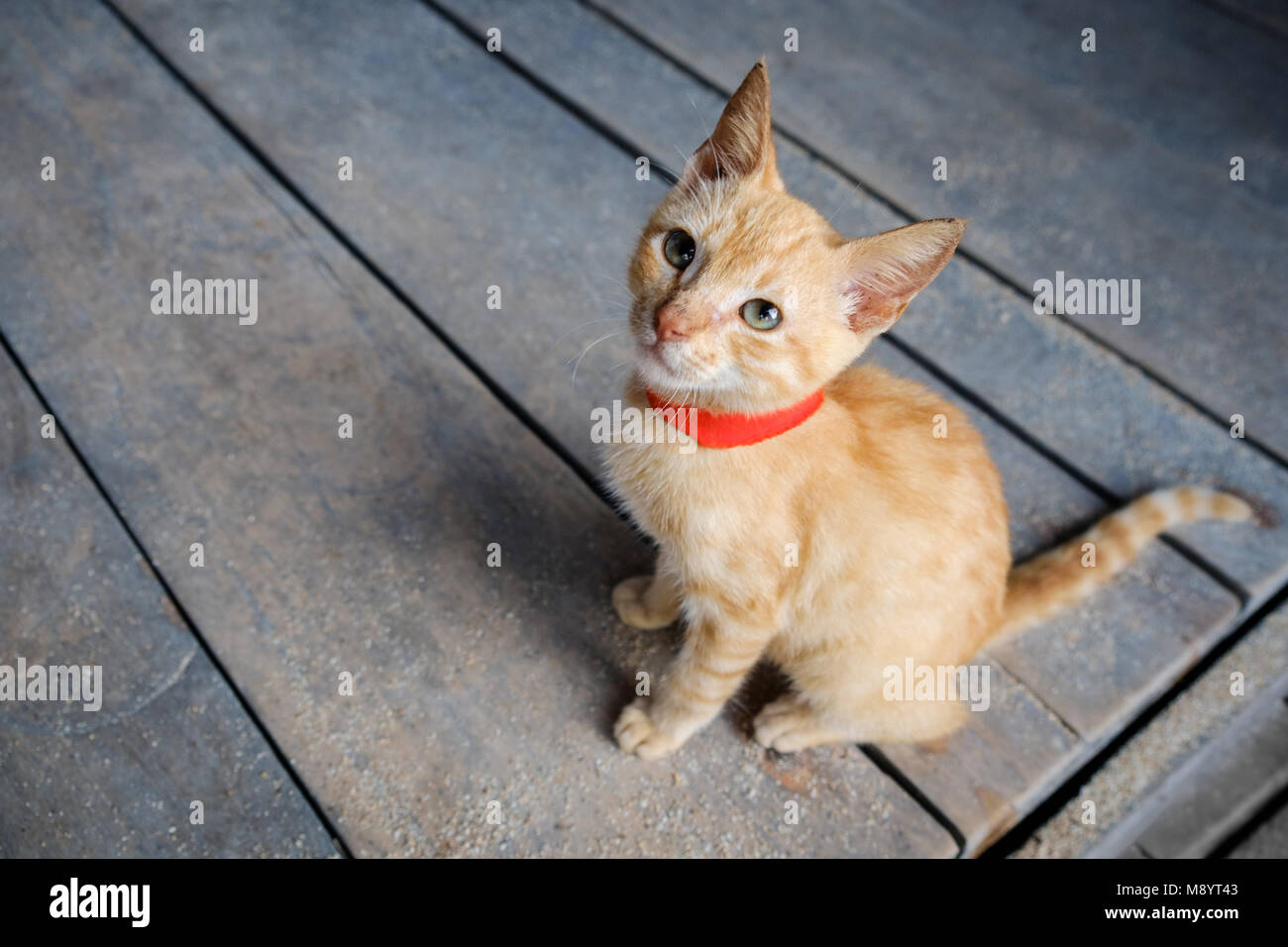 young red cat on wooden background looking up - orange kitty - Stock Photo