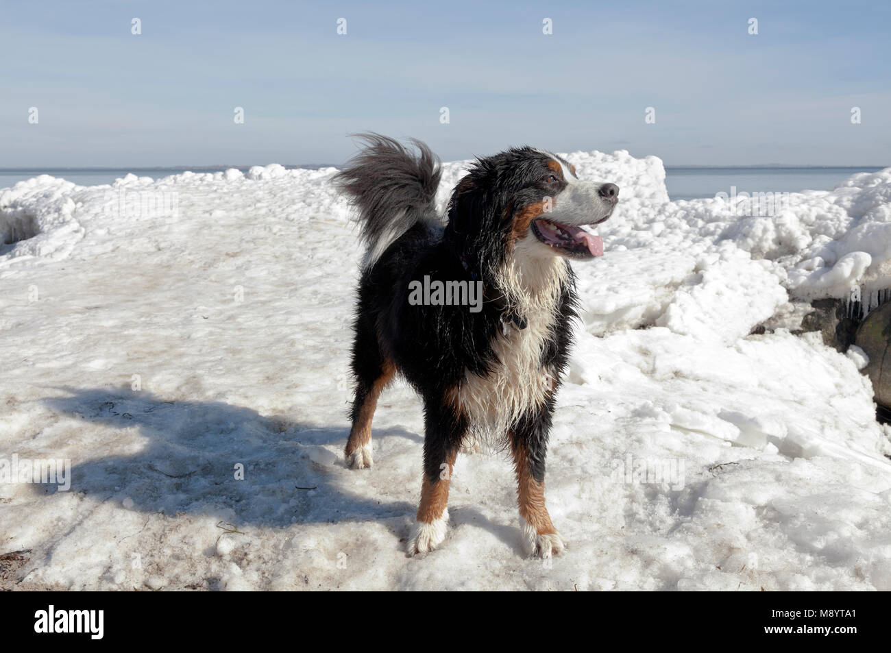A Bernese Mountain Dog enjoys a sunny spring day with melting ice after an extremely cold spell at Oresund, the Sound, north of Copenhagen, Denmark. Stock Photo