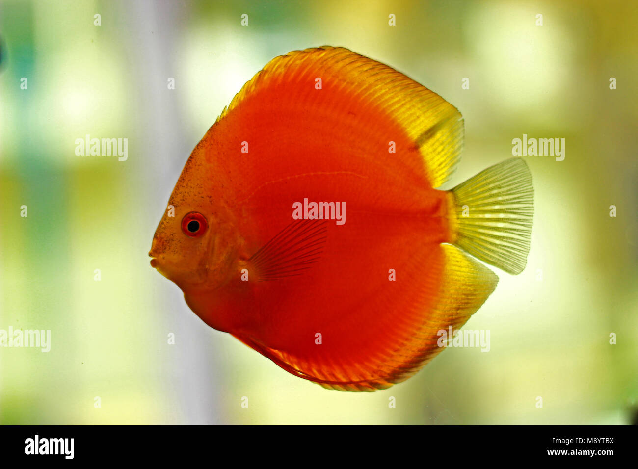 Discus fish in freshwater aquarium Stock Photo