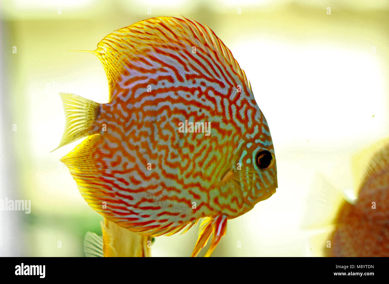 Discus fish in freshwater aquarium Stock Photo