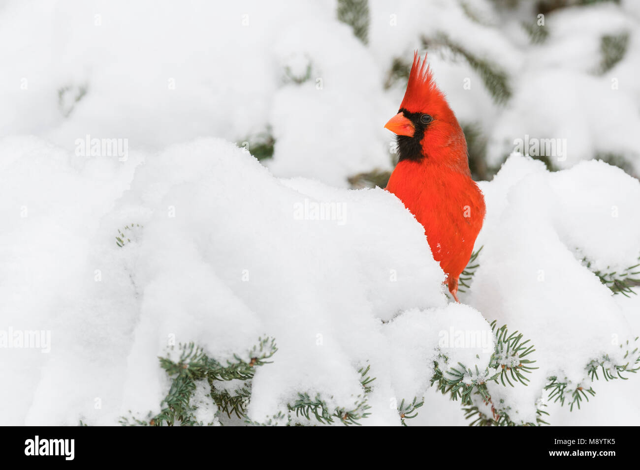 Northern Cardinal (Cardinalis cardinalis), Eastern North America, Winter, by Dominique Braud/Dembinsky Photo Assoc Stock Photo