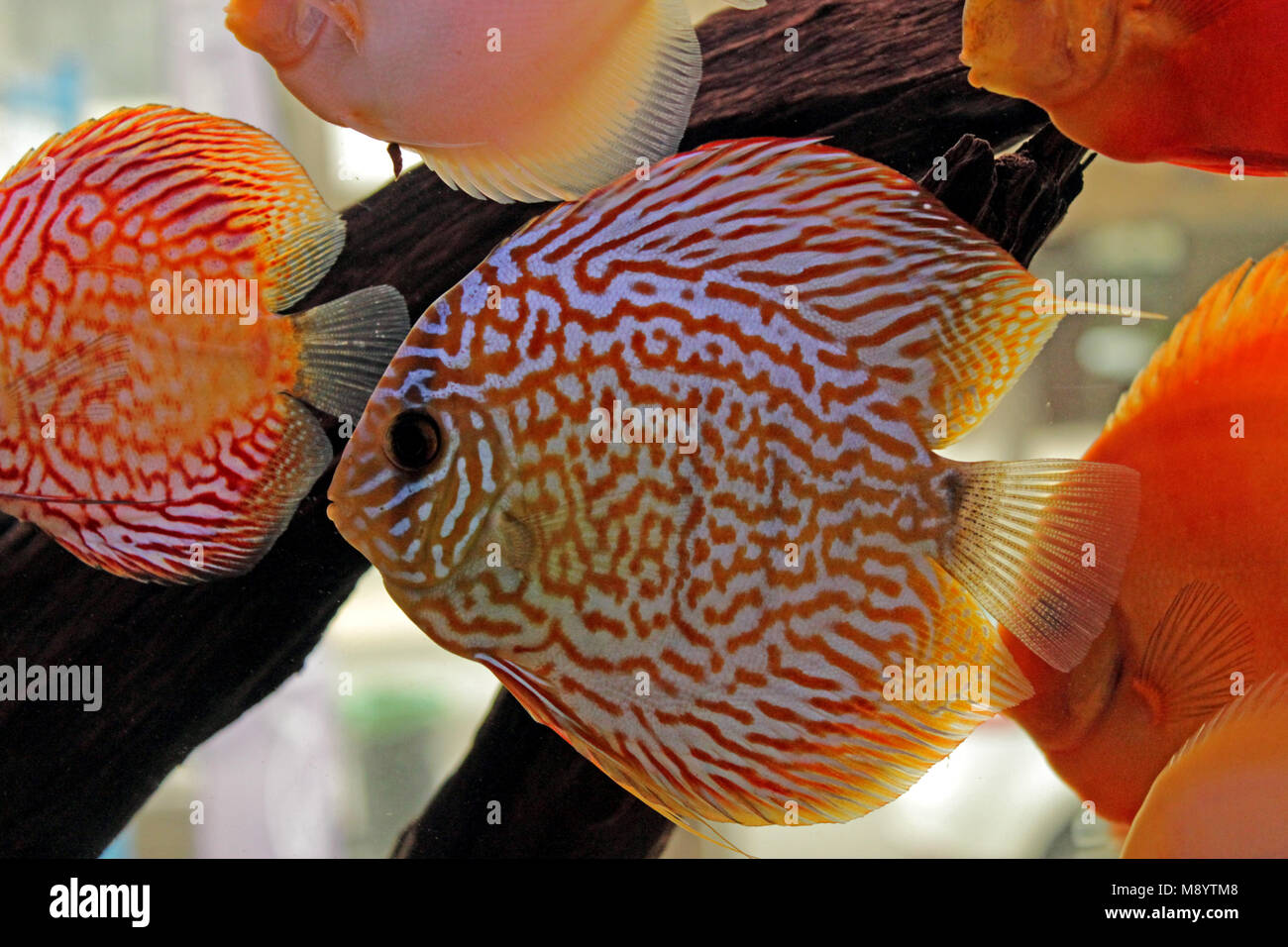 Discus fish hires stock photography and images Alamy