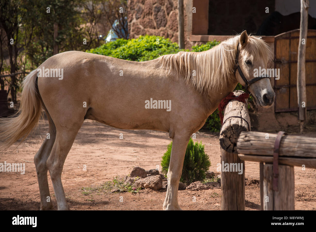 side view of a white horse tied to hitching post. Stock Photo