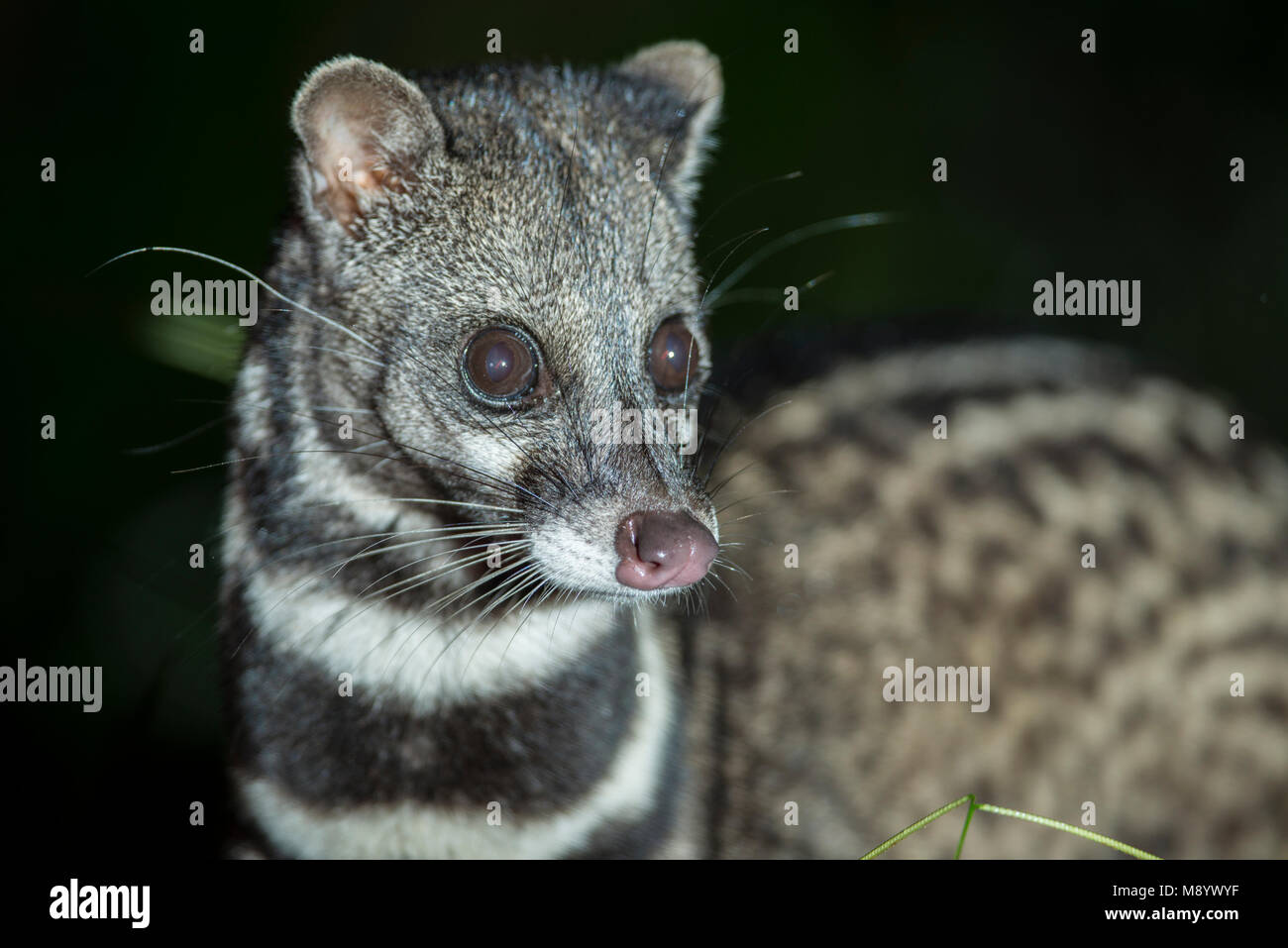 Malay Civet, Viverra tangalunga, Maliau Basin, Sabah, Malaysia, Borneo, Stock Photo