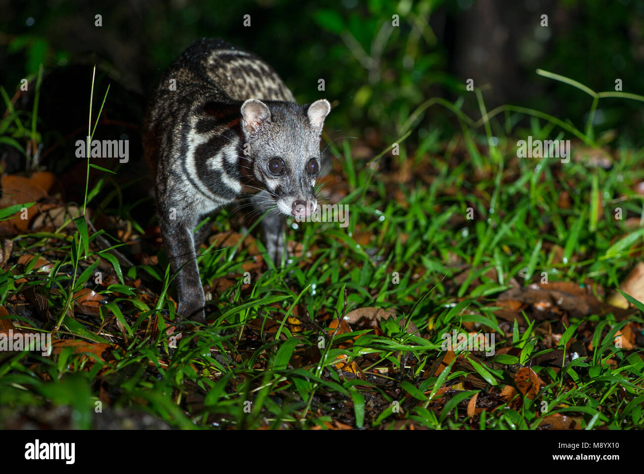 Malay Civet, Viverra tangalunga, Maliau Basin, Sabah, Malaysia, Borneo, Stock Photo