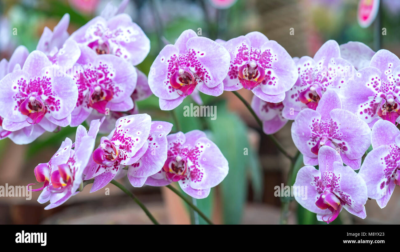 Phalaenopsis flowers bloom in spring adorn the beauty of nature. This is the most beautiful orchid decorated in the house Stock Photo