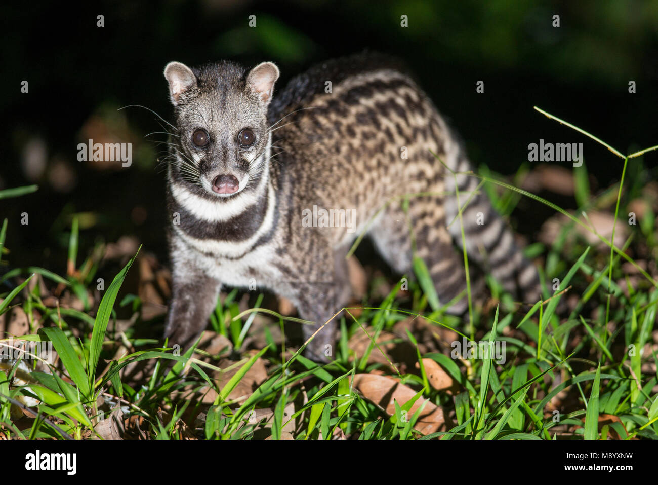 Malay Civet High Resolution Stock Photography And Images Alamy