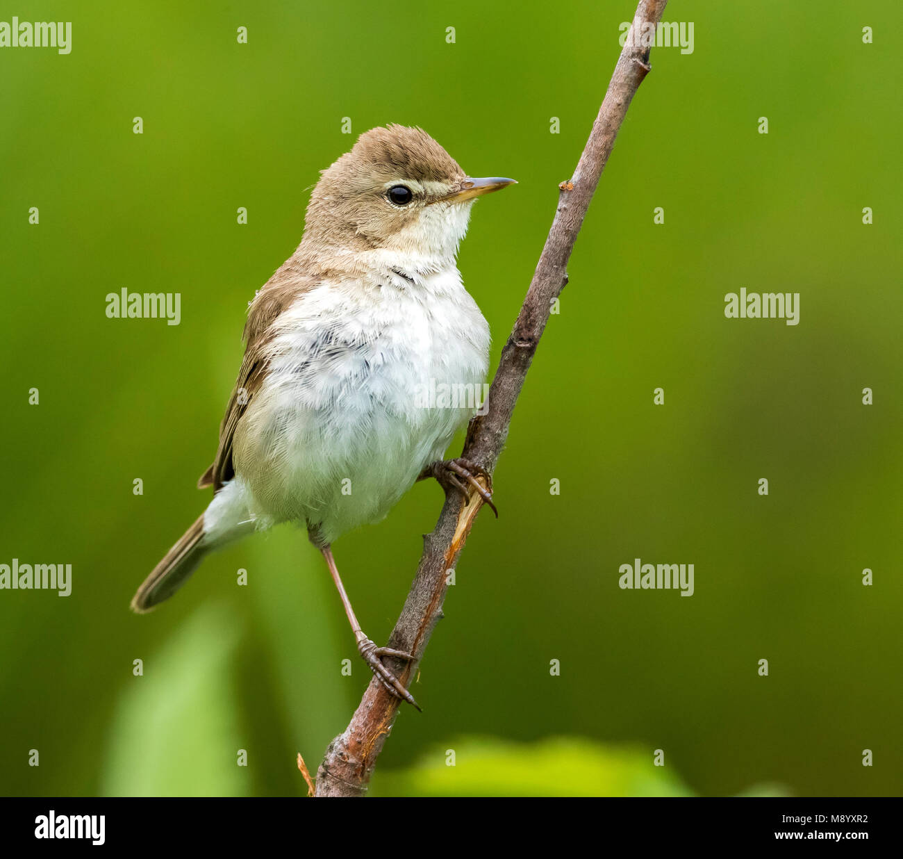 Adult Booted Warbler perched on a branch near Ekaterinburg, June 2016. Stock Photo