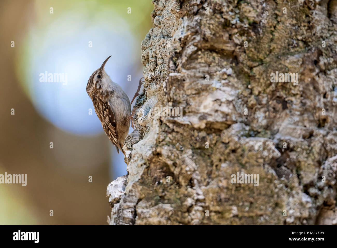 African short toed tree creeper hires stock photography and images Alamy