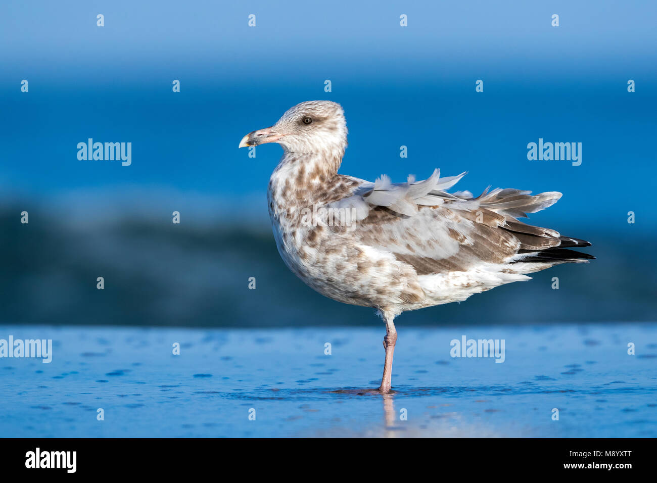Third winter American Herring Gull sitting on beach near Cape May, New Jersey, end of August 2016. Stock Photo