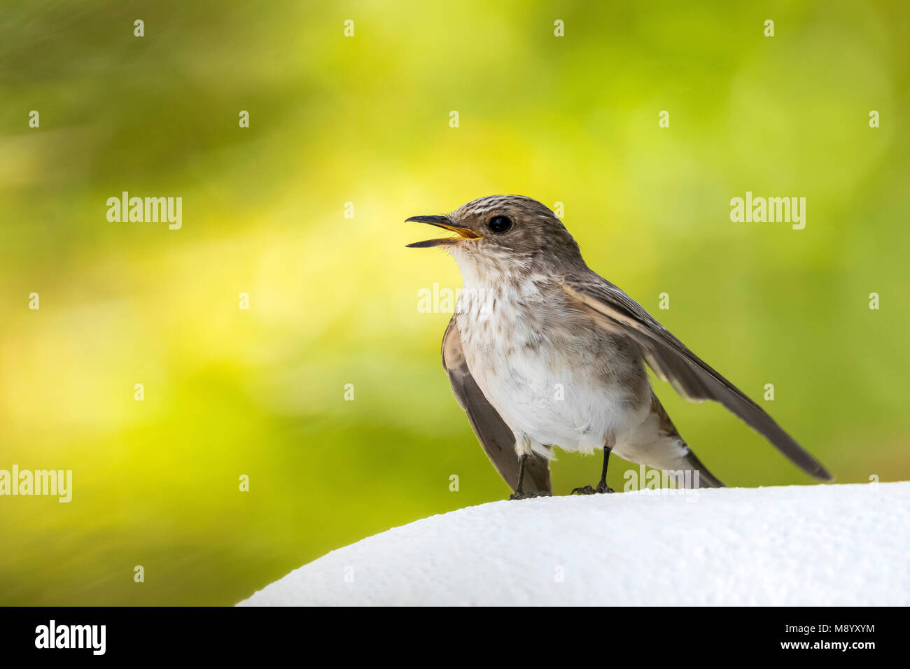 Juvenile Balearic Spotted Flycatcher waiting for food on a wall in Ibiza. Stock Photo