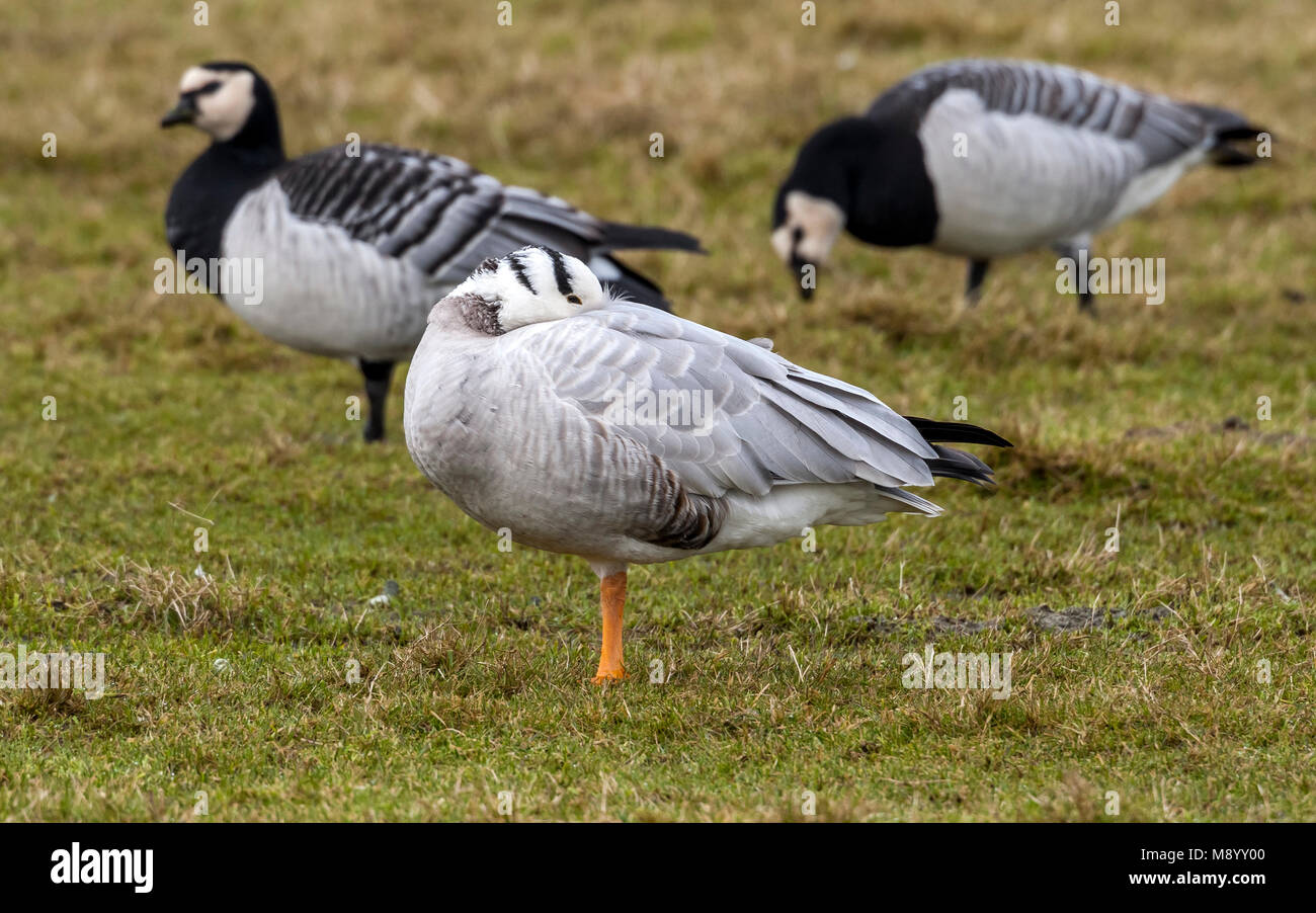 Bar-headed Goose sleped on the grass Stock Photo - Alamy