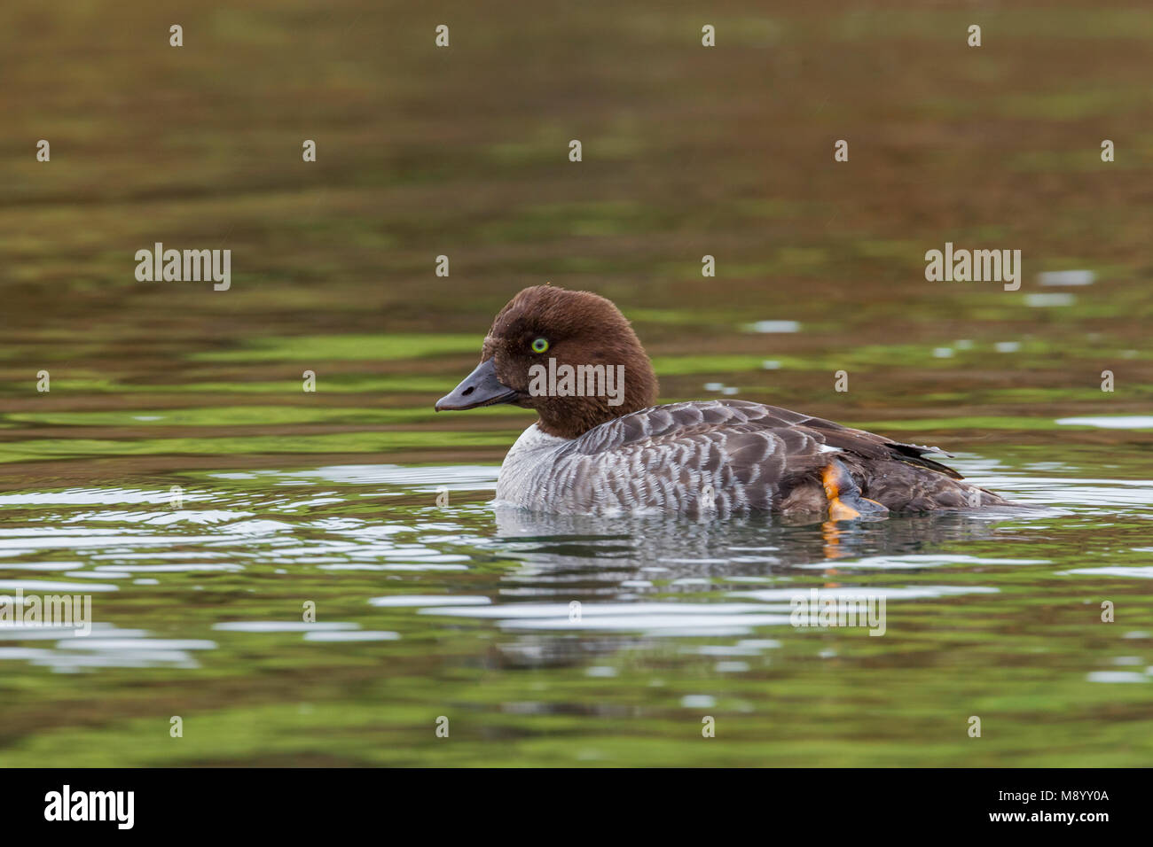 Female Barrow's Goldeneye was seen alone on a river near Ulfjotsvatn, Iceland. Stock Photo