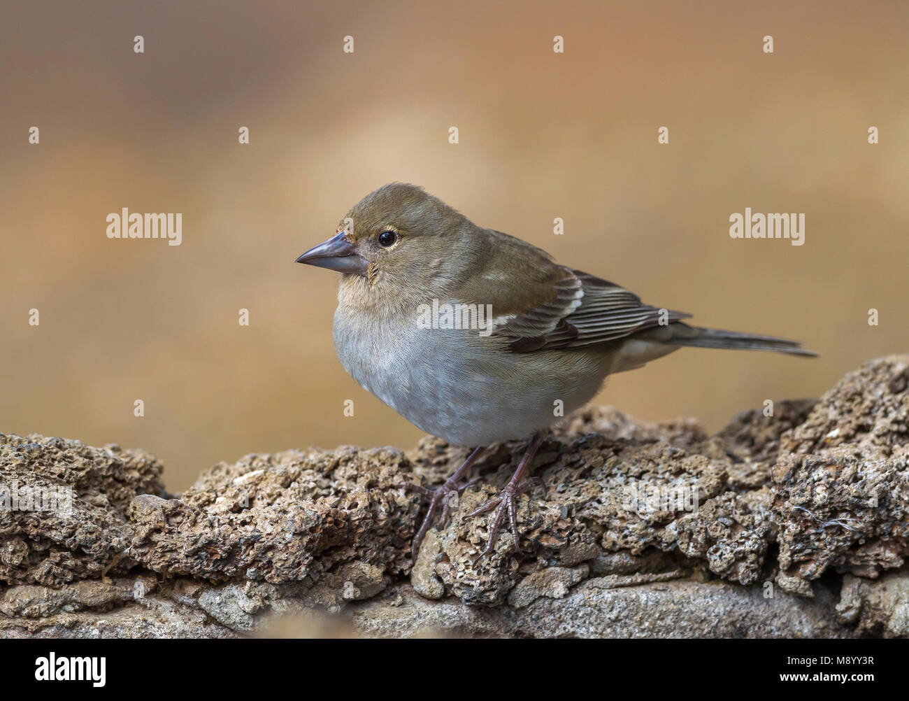 Blue Chaffinch at Merendero De Chio picnic area near Teyde, Tenerife, Canary Islands Stock Photo