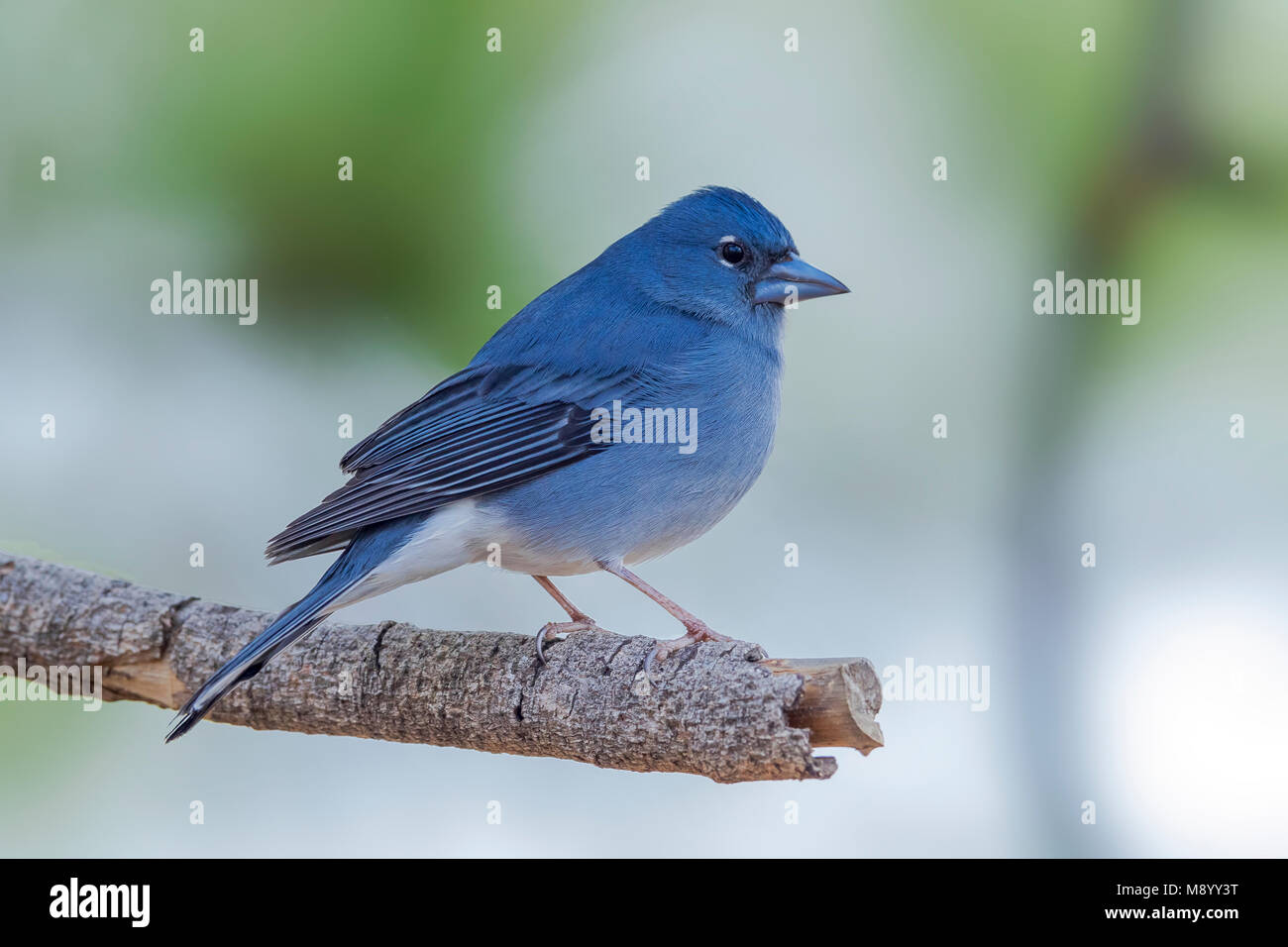 Blue Chaffinch at Merendero De Chio picnic area near Teyde, Tenerife, Canary Islands Stock Photo