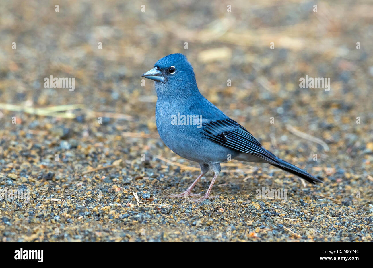 blue-chaffinch-at-merendero-de-chio-picnic-area-near-teyde-tenerife-M8YY40.jpg