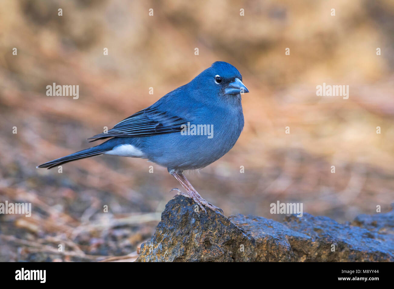 Blue Chaffinch at Merendero De Chio picnic area near Teyde, Tenerife, Canary Islands Stock Photo